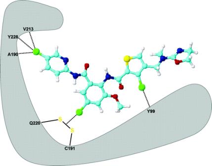 Binding of a trichloro
substituted inhibitor of the human Xa factor of the human blood
coagulation cascade and the receptorial pocket of the Xa factor with O...Cl and S...Cl short contacts.